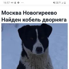 Подробнее об объявлении «Найдена собака кобель Москва» Фото: найдена собака  «Найдена собака кобель Москва» в г. Москва