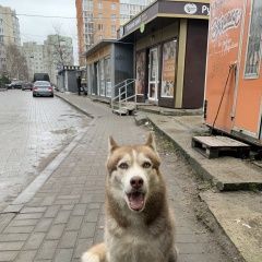 Подробнее об объявлении «Калининград (Кенигсберг) Найдена собака хаски ищет хозяина.» Фото: найдена собака  «Калининград (Кенигсберг) Найдена собака хаски...» в г. Калининград (Кенигсберг)