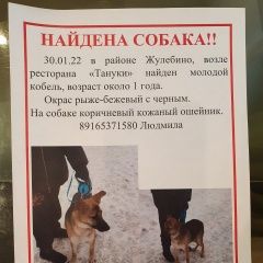 Подробнее об объявлении «Найдена собака кобель в жулебино Москва» Фото: найдена собака  «Найдена собака кобель в жулебино Москва» в г. Москва