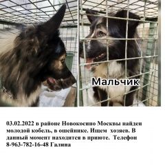 Подробнее об объявлении «Найдена собака кобель молодой кобель Москва» Фото: найдена собака  «Найдена собака кобель молодой кобель Москва» в г. Москва