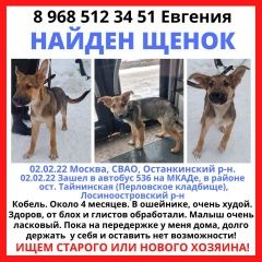 Подробнее об объявлении «Найдена собака кобель Москва» Фото: найдена собака Немецкая овчарка «Найдена собака кобель Москва» в г. Москва