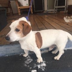 Подробнее об объявлении «Найдена собака кобель джек рассел Одинцово» Фото: найдена собака Джек рассел терьер «Найдена собака кобель джек рассел Одинцово» в г. Одинцово