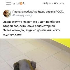 Подробнее об объявлении «Ростов-на-Дону Найдена собака» Фото: найдена собака  «Ростов-на-Дону Найдена собака» в г. Ростов-на-Дону