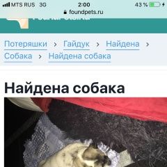Подробнее об объявлении «Найдена собака Новороссийск» Фото: найдена собака  «Найдена собака Новороссийск» в г. Новороссийск