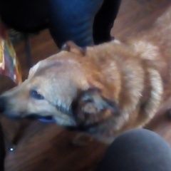 Подробнее об объявлении «Найдена собака. рыжая дев п.засечный Венев» Фото: найдена собака  «Найдена собака. рыжая дев п.засечный Венев» в г. Венев