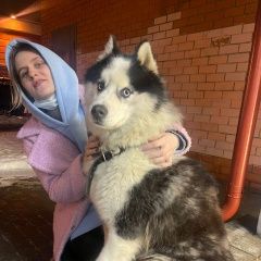 Подробнее об объявлении «Люберцы Найдена собака кобель хаски» Фото: найдена собака  «Люберцы Найдена собака кобель хаски» в г. Люберцы