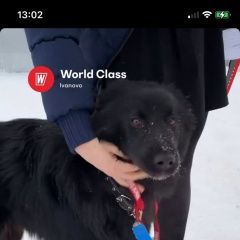 Подробнее об объявлении «Иваново Найдена собака кобель» Фото: найдена собака Самоедская лайка «Иваново Найдена собака кобель» в г. Иваново