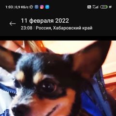 Подробнее об объявлении «Найдена собака девочка той-терьера Хабаровск» Фото: найдена собака Той-терьер «Найдена собака девочка той-терьера Хабаровск» в г. Хабаровск