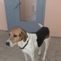 Подробнее об объявлении «Найдена собака кобель Саратов» Фото: найдена собака  «Найдена собака кобель Саратов» в г. Саратов