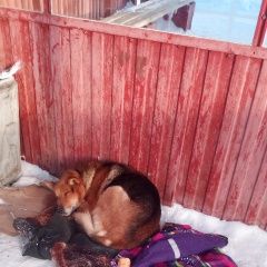 Подробнее об объявлении «Екатеринбург Найдена собака лежит на остановке. с ошейником» Фото: найдена собака  «Екатеринбург Найдена собака лежит на остановке....» в г. Екатеринбург