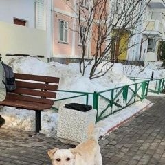 Подробнее об объявлении «Мытищи Найдена собака фенотип лабрадора» Фото: найдена собака  «Мытищи Найдена собака фенотип лабрадора» в г. Мытищи