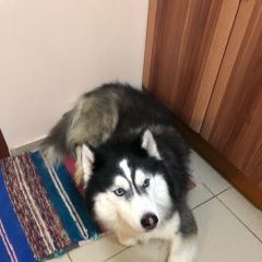 Подробнее об объявлении «Найдена собака кобель хаски с поводком Валуево» Фото: найдена собака  «Найдена собака кобель хаски с поводком Валуево» в г. Валуево