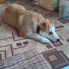 Подробнее об объявлении «Найдена собака девочка Орехово-Зуево» Фото: найдена собака  «Найдена собака девочка Орехово-Зуево» в г. Орехово-Зуево