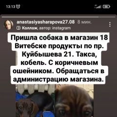 Подробнее об объявлении «Витебск Найдена собака кобель таксы» Фото: найдена собака Такса «Витебск Найдена собака кобель таксы» в г. Витебск