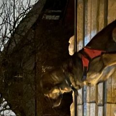 Подробнее об объявлении «Найдена собака кобель Химки» Фото: найдена собака  «Найдена собака кобель Химки» в г. Химки