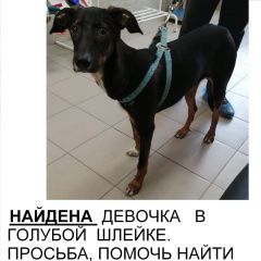 Подробнее об объявлении «Ростов-на-Дону Найдена собака голубая шлейка» Фото: найдена собака  «Ростов-на-Дону Найдена собака голубая шлейка» в г. Ростов-на-Дону