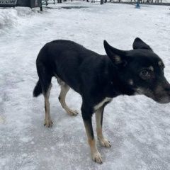 Подробнее об объявлении «Найдена собака кобель в парке ивановское. г. Москва» Фото: найдена собака  «Найдена собака кобель в парке ивановское. г....» в г. Москва
