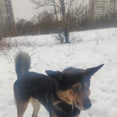 Подробнее об объявлении «Найдена собака кобель в парке северное тушино. Москва» Фото: найдена собака  «Найдена собака кобель в парке северное тушино....» в г. Москва