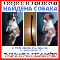 Подробнее об объявлении «Найдена собака в районе кунцево (зао) Москва» Фото: найдена собака  «Найдена собака в районе кунцево (зао) Москва» в г. Москва