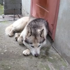 Подробнее об объявлении «Найдена собака кобель пёс на мефодиевке. Новороссийск» Фото: найдена собака  «Найдена собака кобель пёс на мефодиевке....» в г. Новороссийск