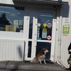 Подробнее об объявлении «Найдена собака хаски рыжая девочка Хабаровск» Фото: найдена собака Сибирская хаски «Найдена собака хаски рыжая девочка Хабаровск» в г. Хабаровск