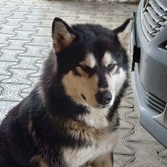 Подробнее об объявлении «Кагальницкая Найдена собака кобель мальчик хаски» Фото: найдена собака Сибирская хаски «Кагальницкая Найдена собака кобель мальчик хаски» в г. Кагальницкая