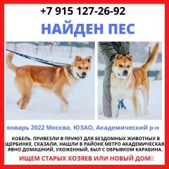 Подробнее об объявлении «Найдена собака кобель после нг праздников. Москва» Фото: найдена собака  «Найдена собака кобель после нг праздников. Москва» в г. Москва