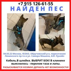 Подробнее об объявлении «Найдена собака кобель ищу хозяев Москва» Фото: найдена собака  «Найдена собака кобель ищу хозяев Москва» в г. Москва