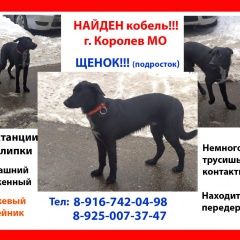 Подробнее об объявлении «Найдена собака кобель черный кобель-подросток Москва» Фото: найдена собака  «Найдена собака кобель черный кобель-подросток...» в г. Москва