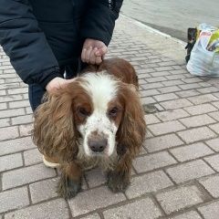 Подробнее об объявлении «Жуковский Найдена собака спаниель» Фото: найдена собака Английский кокер-спаниель «Жуковский Найдена собака спаниель» в г. Жуковский