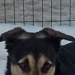 Подробнее об объявлении «Найдена собака кобель в рп андреевка пес Зеленоград» Фото: найдена собака  «Найдена собака кобель в рп андреевка пес...» в г. Зеленоград