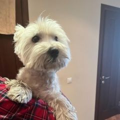 Подробнее об объявлении «Люберцы Найдена собака кобель» Фото: найдена собака Вест хайленд уайт терьер «Люберцы Найдена собака кобель» в г. Люберцы