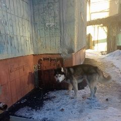 Подробнее об объявлении «Найдена собака хаски в юбилейном Саратов» Фото: найдена собака Сибирская хаски «Найдена собака хаски в юбилейном Саратов» в г. Саратов
