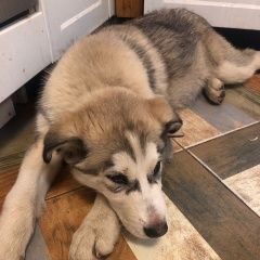 Подробнее об объявлении «Найдена собака кобель Одинцово» Фото: найдена собака  «Найдена собака кобель Одинцово» в г. Одинцово