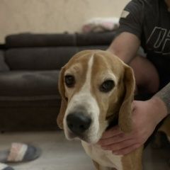 Подробнее об объявлении «Найдена собака кобель бигль Москва» Фото: найдена собака Бигль «Найдена собака кобель бигль Москва» в г. Москва