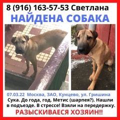 Подробнее об объявлении «Найдена собака щенок Москва» Фото: найдена собака  «Найдена собака щенок Москва» в г. Москва