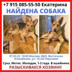 Подробнее об объявлении «Найдена собака ж, метис Москва» Фото: найдена собака  «Найдена собака ж, метис Москва» в г. Москва