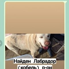 Подробнее об объявлении «Ростов-на-Дону Найдена собака кобель лабрадор кобель» Фото: найдена собака Лабрадор ретривер «Ростов-на-Дону Найдена собака кобель лабрадор...» в г. Ростов-на-Дону