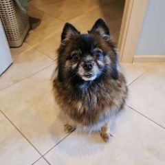 Подробнее об объявлении «Найдена собака шпиц Одинцово» Фото: найдена собака Немецкий шпиц «Найдена собака шпиц Одинцово» в г. Одинцово