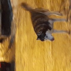 Подробнее об объявлении «Омск Найдена собака» Фото: найдена собака Сибирская хаски «Омск Найдена собака» в г. Омск