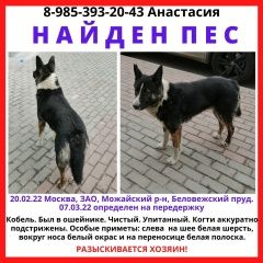 Подробнее об объявлении «Найдена собака кобель Москва» Фото: найдена собака  «Найдена собака кобель Москва» в г. Москва