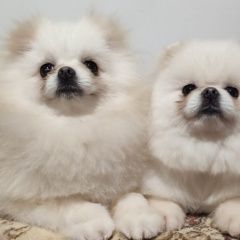 Подробнее об объявлении «Лобня Найдена собака кобель» Фото: найдена собака  «Лобня Найдена собака кобель» в г. Лобня