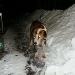 Подробнее об объявлении «Найдена собака среднеазиатская овчарка Пермь» Фото: найдена собака Среднеазиатская овчарка «Найдена собака среднеазиатская овчарка Пермь» в г. Пермь