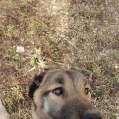 Подробнее об объявлении «Ростов-на-Дону Найдена собака алабай. девочка. вятская/орская» Фото: найдена собака  «Ростов-на-Дону Найдена собака алабай. девочка....» в г. Ростов-на-Дону