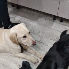 Подробнее об объявлении «Рамонь Найдена собака кобель 2 лабрадора» Фото: найдена собака Лабрадор ретривер «Рамонь Найдена собака кобель 2 лабрадора» в г. Рамонь