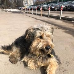 Подробнее об объявлении «Найдена собака кобель тушино Москва» Фото: найдена собака  «Найдена собака кобель тушино Москва» в г. Москва