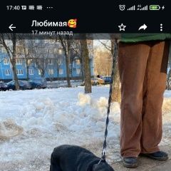 Подробнее об объявлении «Найдена собака нашли в районе тушино туристская ул. Москва» Фото: найдена собака  «Найдена собака нашли в районе тушино туристская...» в г. Москва