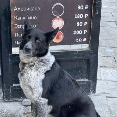 Подробнее об объявлении «Найдена собака кобель чистые пруды Москва» Фото: найдена собака  «Найдена собака кобель чистые пруды Москва» в г. Москва