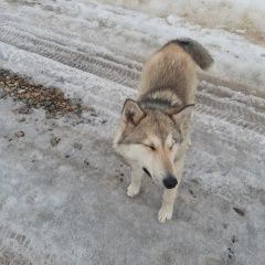 Подробнее об объявлении «Вербилки Найдена собака с ошейником, девочка, в районе» Фото: найдена собака  «Вербилки Найдена собака с ошейником, девочка, в...» в г. Вербилки