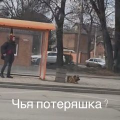 Подробнее об объявлении «Ростов-на-Дону Найдена собака» Фото: найдена собака Немецкая овчарка «Ростов-на-Дону Найдена собака» в г. Ростов-на-Дону